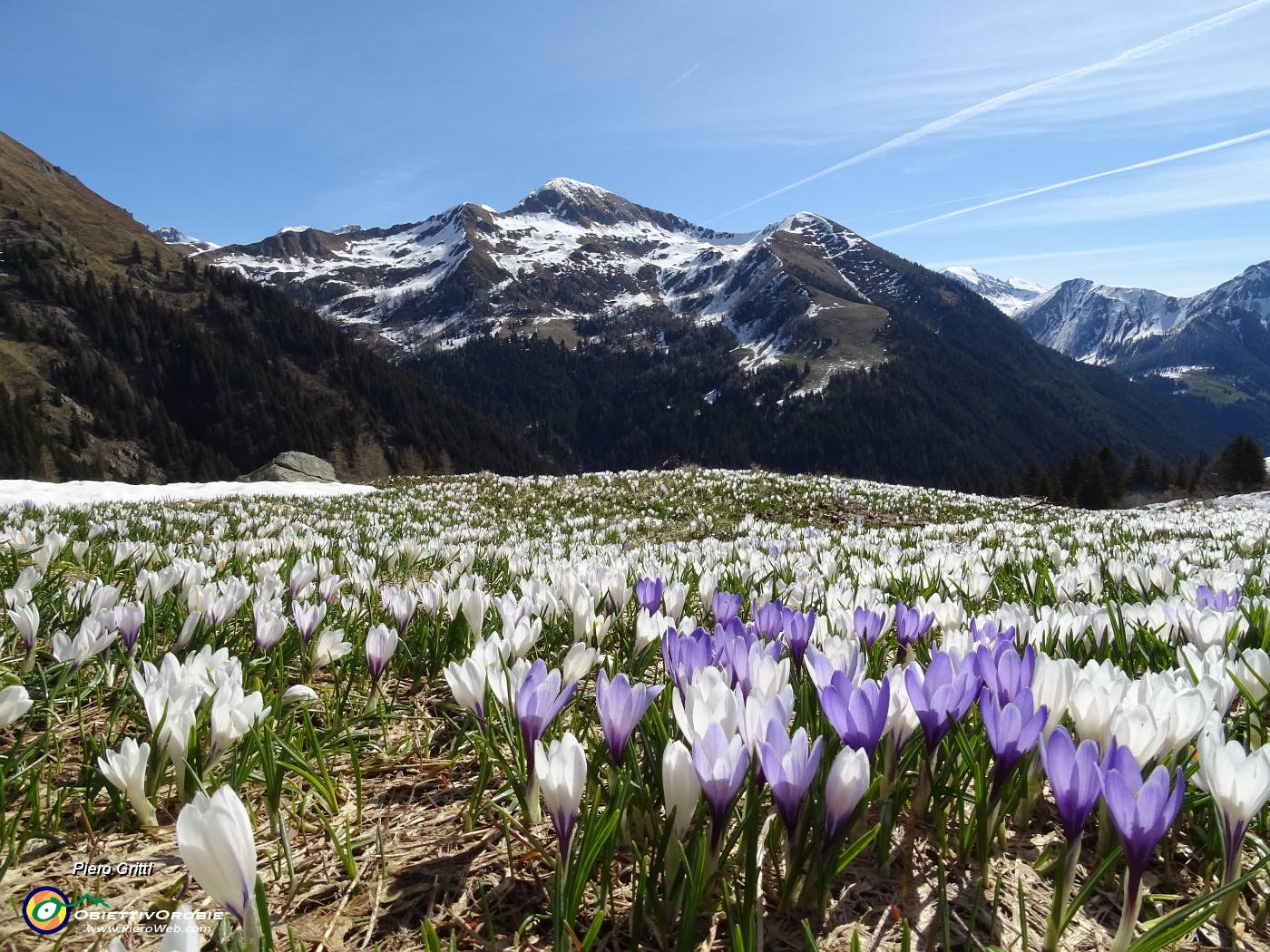 18 Distese di Zafferano maggiore (Crocus vernus) sui prati alla Baita del Camoscio.JPG